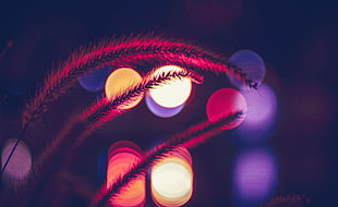 red feather grass, Lights, Bokeh, Blurry HD wallpaper