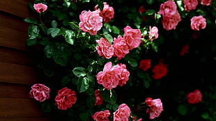 pink roses shallow capture during daytime HD wallpaper
