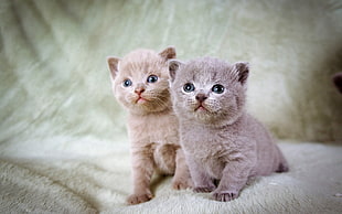 two Scottish fold kittens on green surface HD wallpaper
