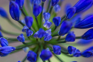 blue flowers plant HD wallpaper
