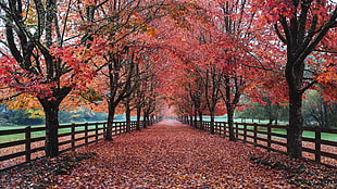 pathway with red leaves fallen from trees enclosed with fence HD wallpaper