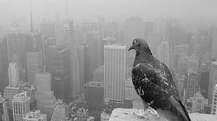 gray pigeon, animals, birds, cityscape, pigeons HD wallpaper
