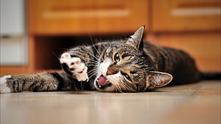 silver tabby cat on the floor