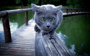 Russian Blu on brown wooden bridge