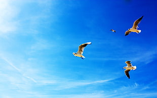 four brown-and-white birds on sky HD wallpaper