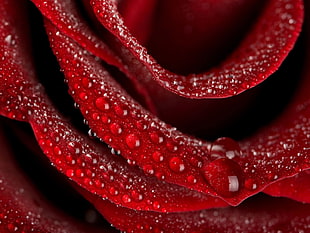 red rose with water drops HD wallpaper