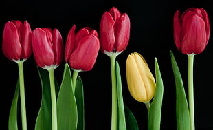 red Tulip HD wallpaper