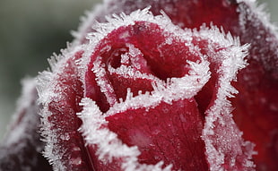 tilt shift lens photography of frozen red rose HD wallpaper