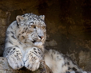 albino tiger inside tunnel; HD wallpaper