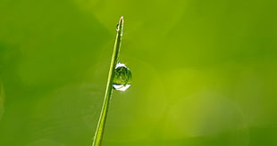 selective photography of water drop in the grass HD wallpaper