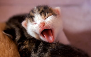 Calico kitten with Tortoiseshell kitten on white surface