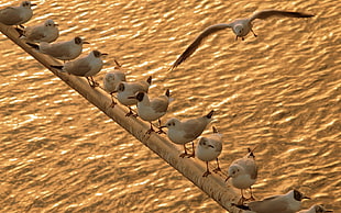 white and brown seagulls HD wallpaper