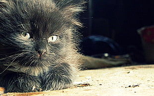 selective focus photography of black cat HD wallpaper