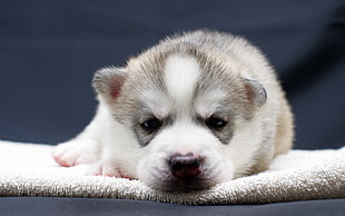 white and black Alaskan Malamute puppy HD wallpaper