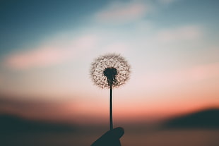 dandelion flower, Dandelion, Blur, Fluff