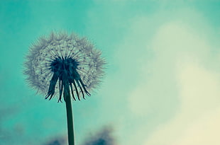 Close-up of Dandelion HD wallpaper