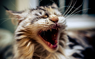 white and black cat, cat, animals, open mouth, closeup