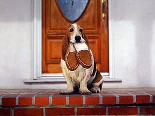 Basset Hound photo HD wallpaper