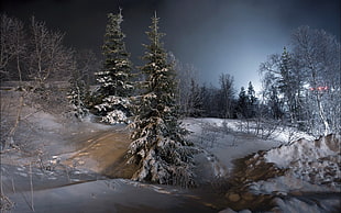 snow-covered fir trees, night, landscape, trees, snow HD wallpaper