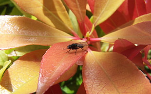 black flies on red leaves HD wallpaper
