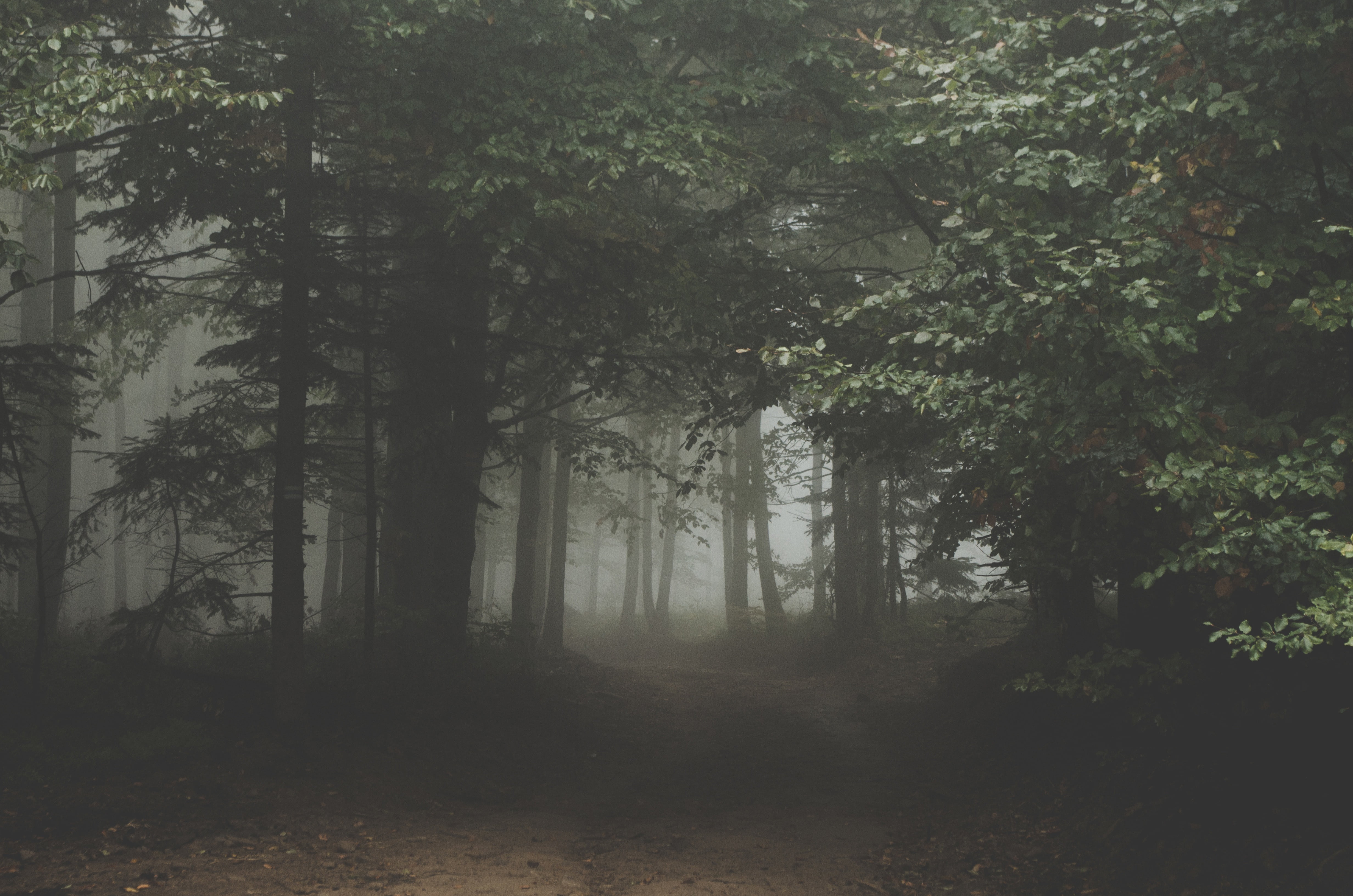 photography of foggy forest