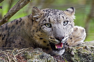 gray Feline lying in gray surface