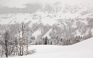 bare trees, nature, snow, winter, mountains