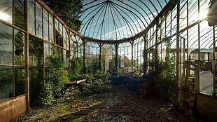 brown and green plant garden, abandoned, greenhouse HD wallpaper