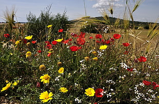 red Poppy and yellow Coneflowers in bloom at daytime HD wallpaper