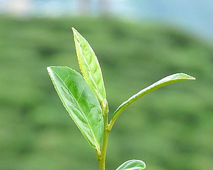 shallow focus photography of green leaves plant, darjeeling HD wallpaper