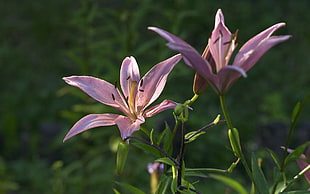 pink and white petaled flower, nature, flowers, lilies, pink flowers HD wallpaper