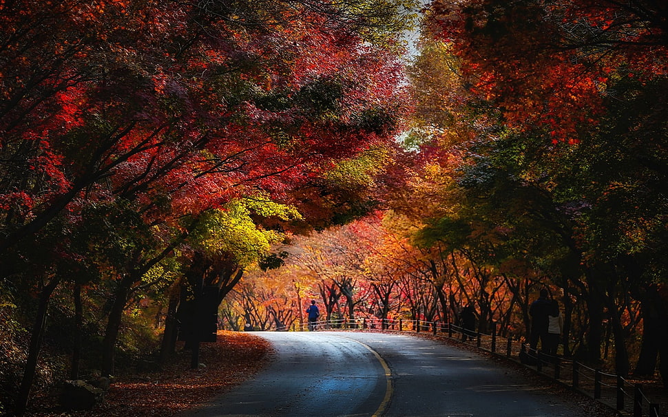 road between trees HD wallpaper