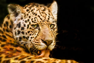 close up photo of Leopard