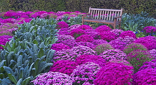 Chrysanthemum,  Flowers,  Park,  Garden