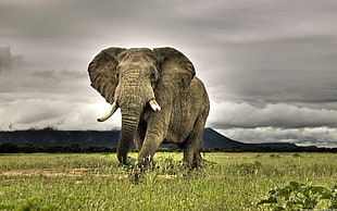 gray elephant, animals, elephant, nature, Africa HD wallpaper