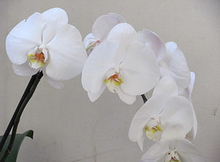 closeup photo of white Orchid flower HD wallpaper