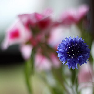 self-focus of blue cluster flower HD wallpaper