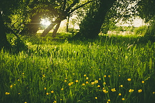 yellow petaled flowers in green dos lawn at daytime