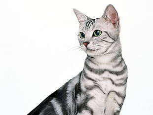 silver Tabby cat