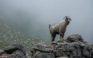 white ram on top of rock formation during daytime