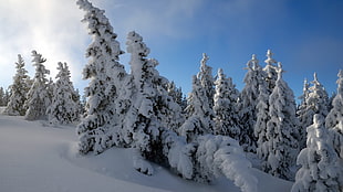 trees with snow poster, nature, winter, snow, trees