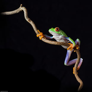 closeup photo of green and purple frog