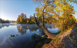 green leaved tree, landscape, photography, nature, fall HD wallpaper