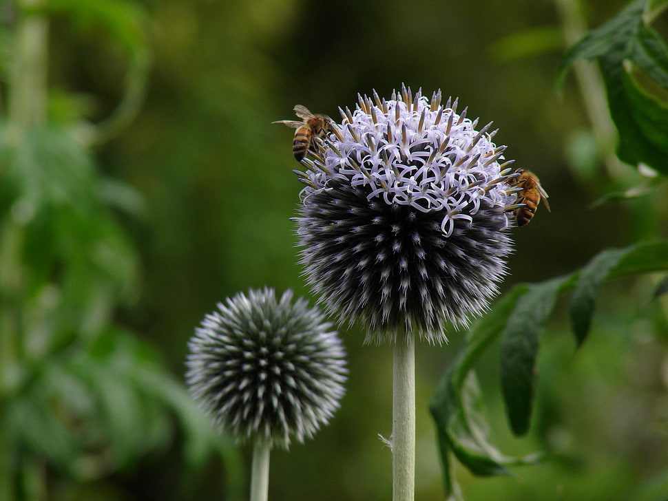 selective focus photography of two clustered flowers with two bees, pudsey HD wallpaper