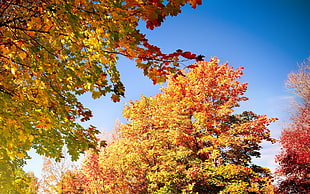 brown and green trees