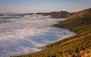 sea of clouds, clouds, trees, mist, nature HD wallpaper