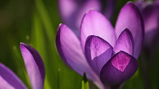 purple Crocus flowers closeup photography HD wallpaper