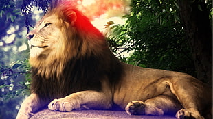 brown lion, lion HD wallpaper