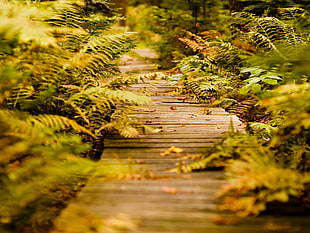 wood planks on pathway with plants HD wallpaper