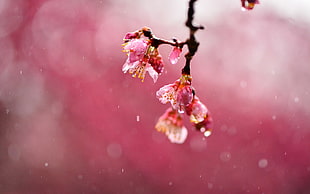 pink and white flower decor, nature, flowers, water drops, simple background HD wallpaper